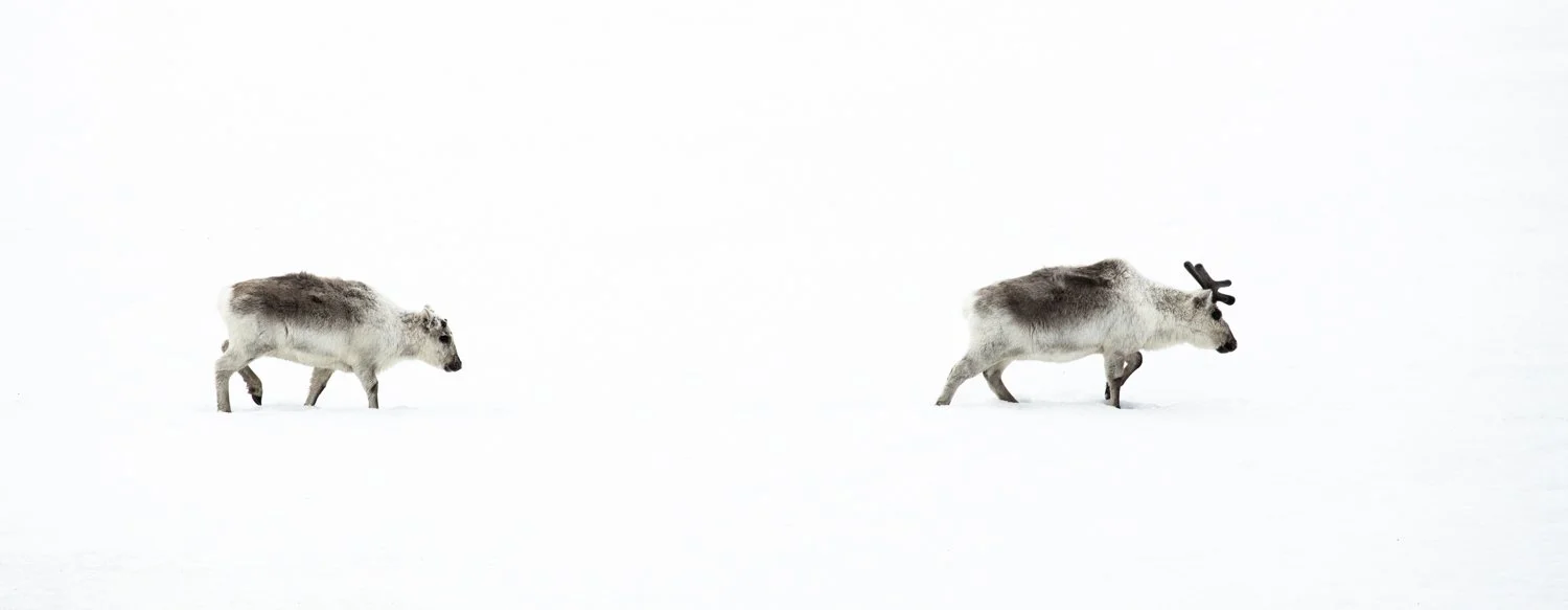 Reindeer - Svalbard, Arctic 