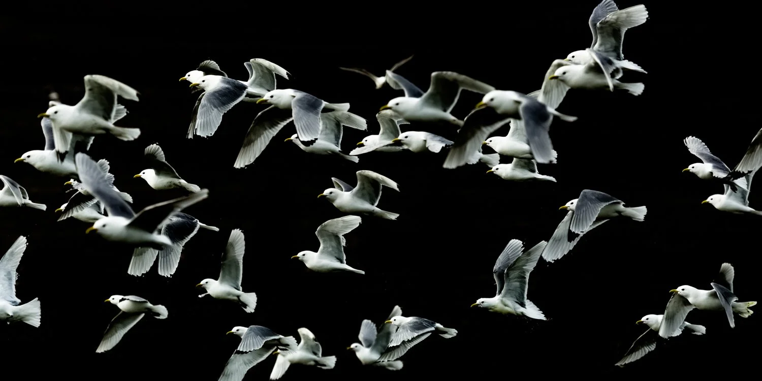 Seagulls - Svalbard, Arctic 