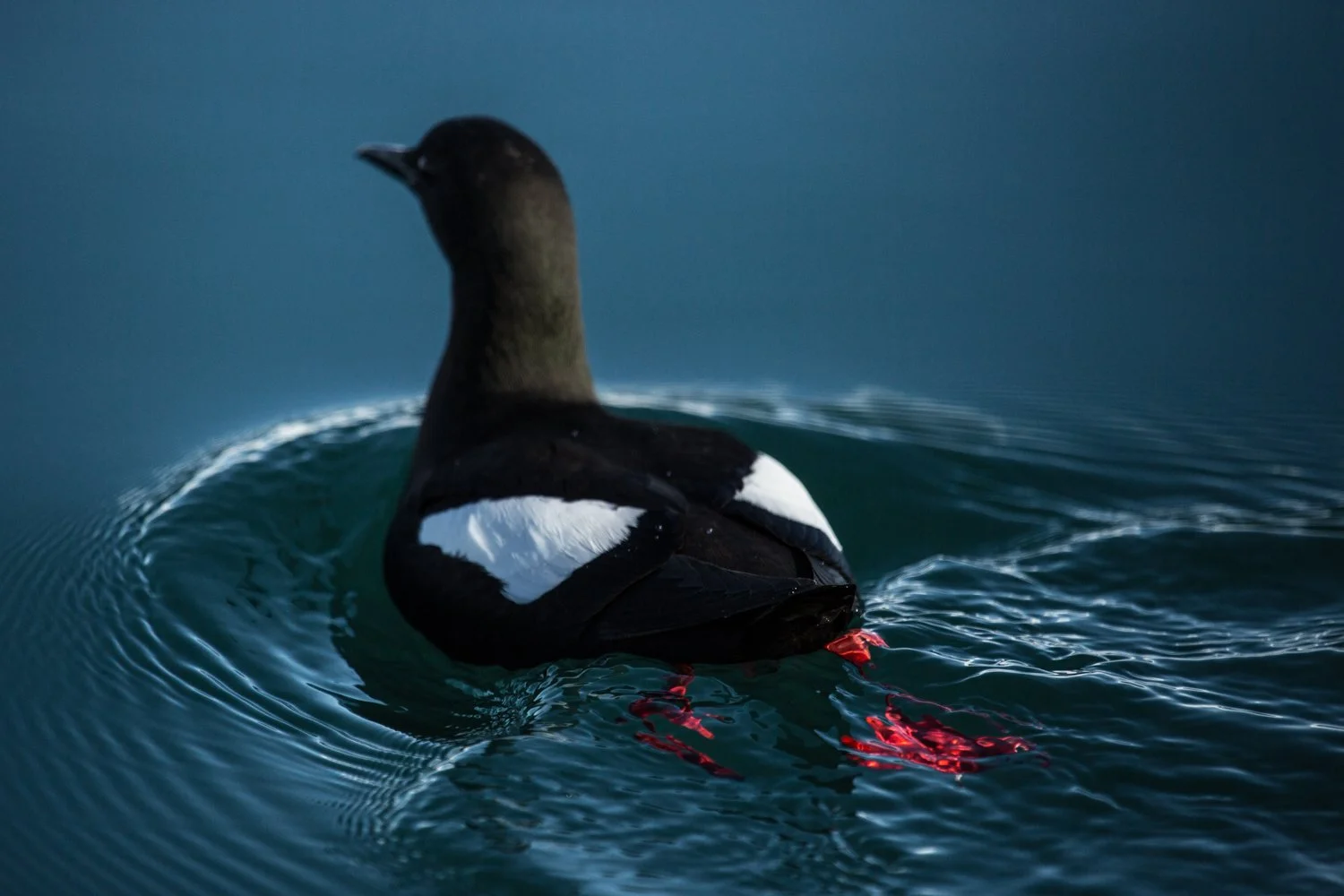 Black Guillemots - Svalbard, Arctic 