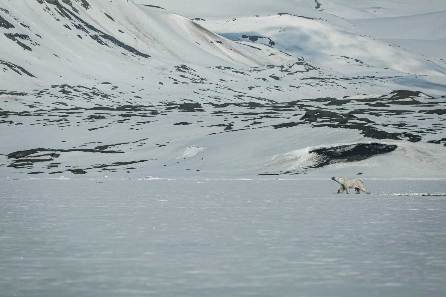 Polar Bear - Svalbard, Arctic 