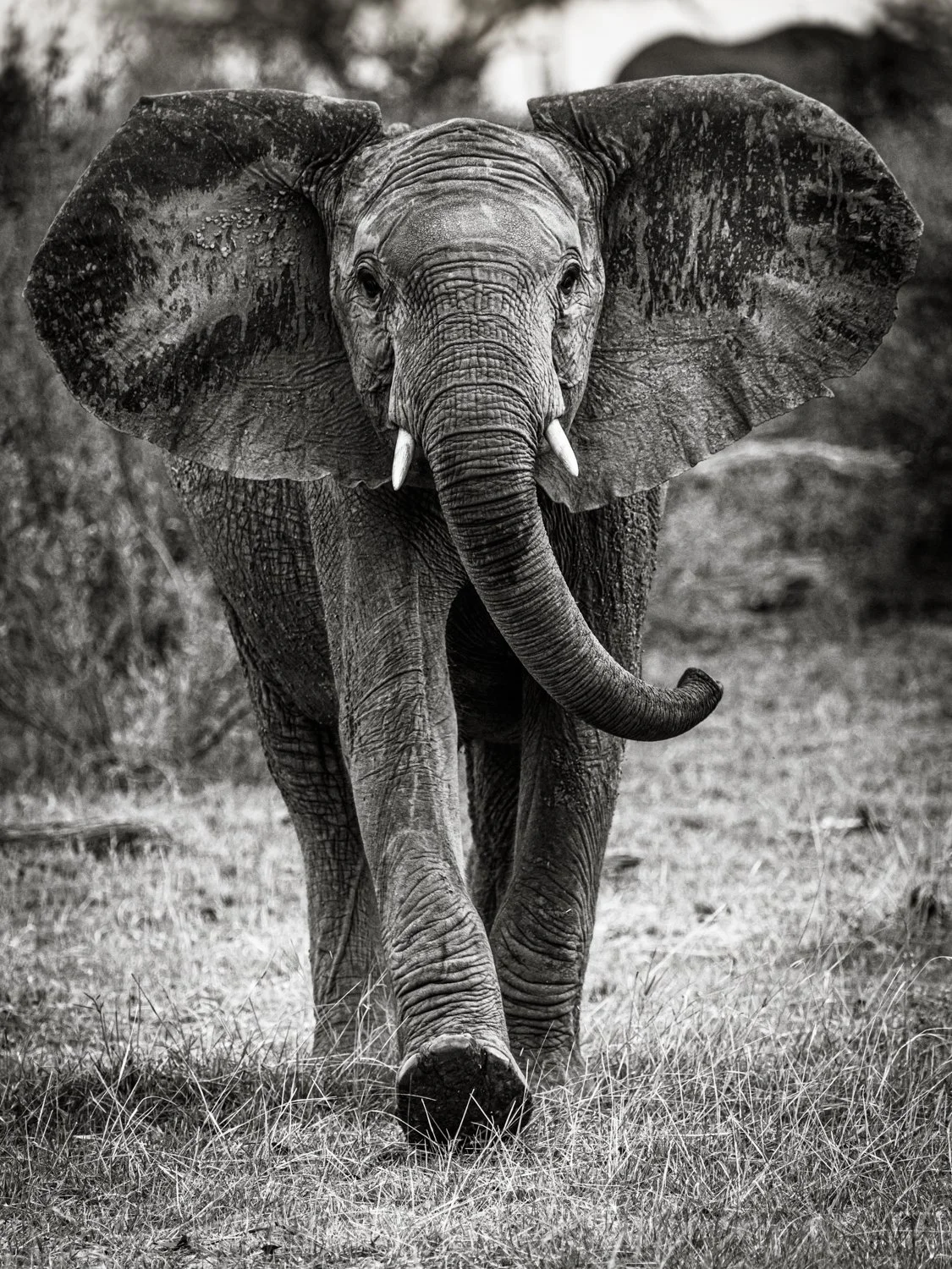 Elephant - Okavango Delta, Botswana