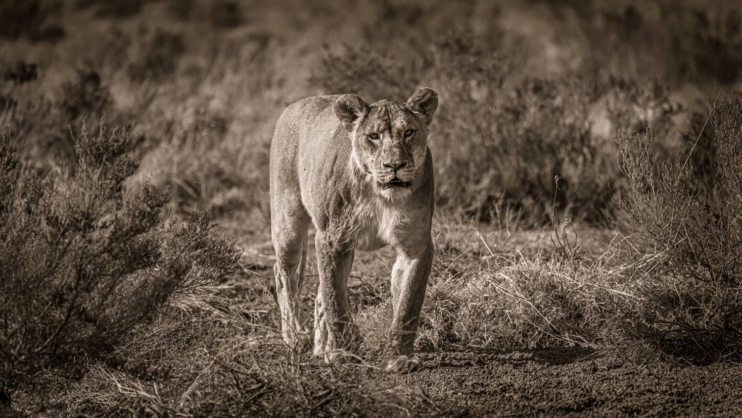 Lioness - Namibia