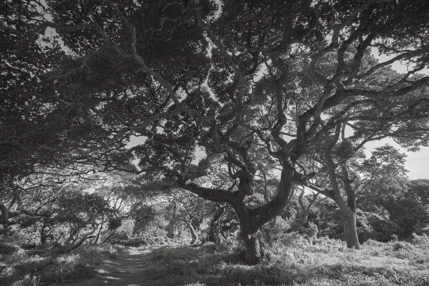 Milkwood Tree - Transkei, South Africa