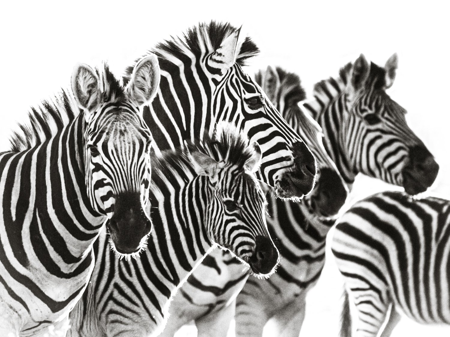 Zebras - Makgadikgadi, Botswana