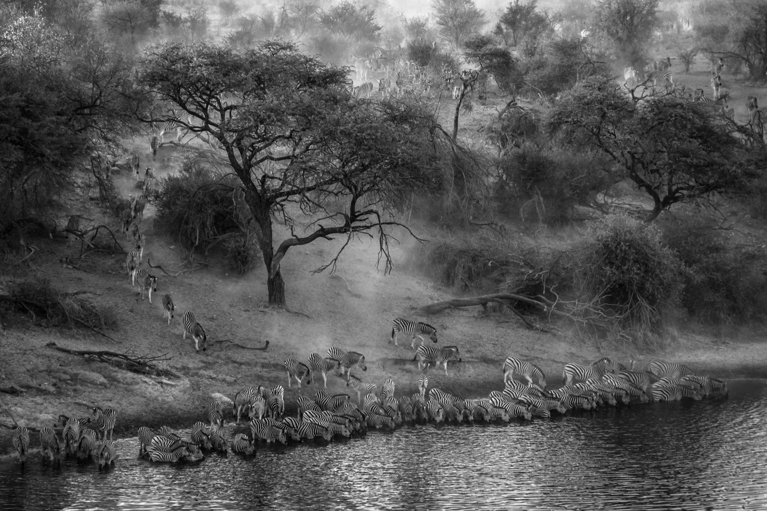 Zebra migration black and white — Botswana wildlife print