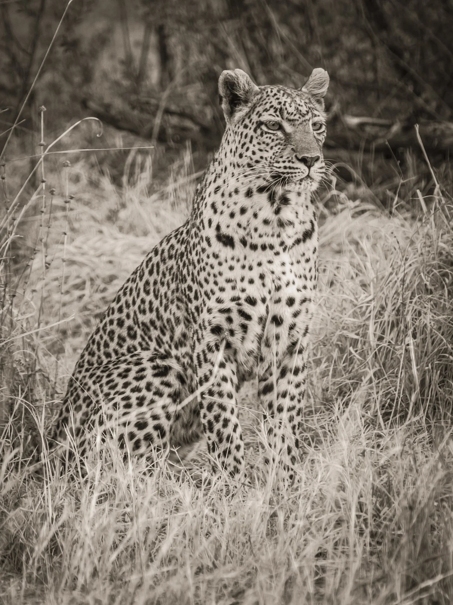 Leopard - Okavango Delta, Botswana