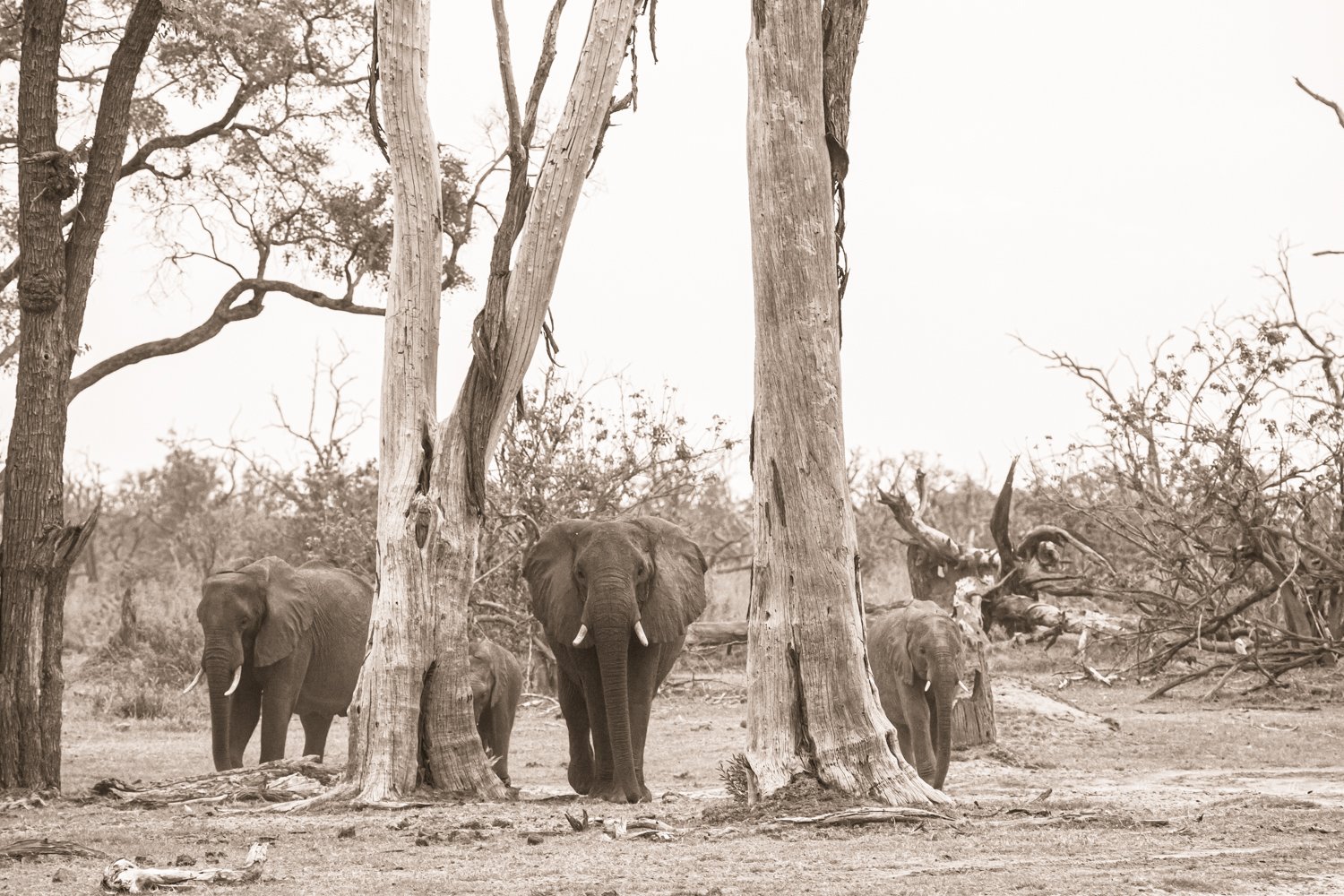 Elephants - Okavango Delta, Botswana