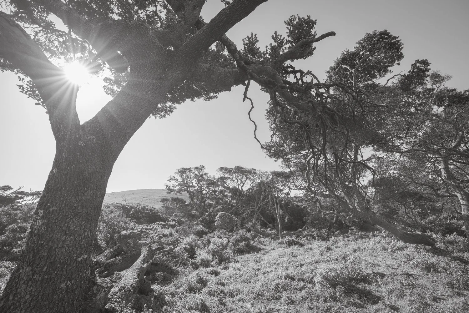 Milkwood Tree - Transkei, South Africa