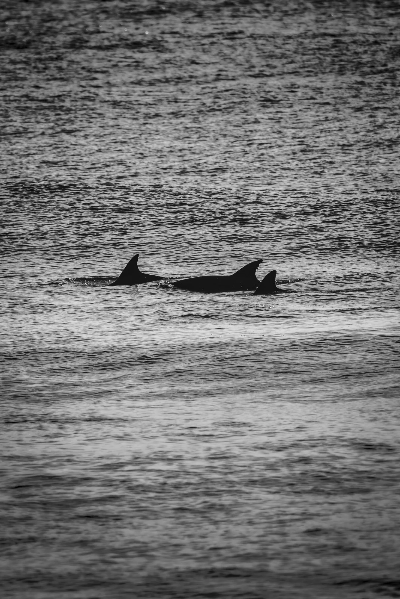 Dolphins - Dolphin Coast, South Africa