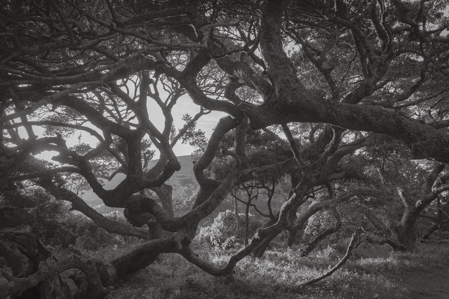 Milkwood Tree - Transkei, South Africa