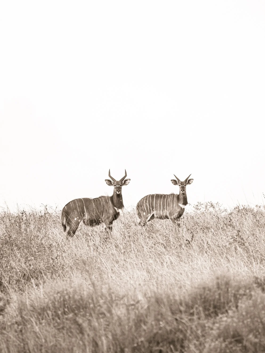 Nyala - iSimangaliso, South Africa