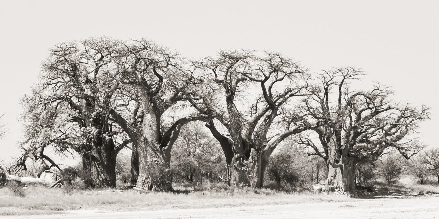 Baobab Tree - Botswana