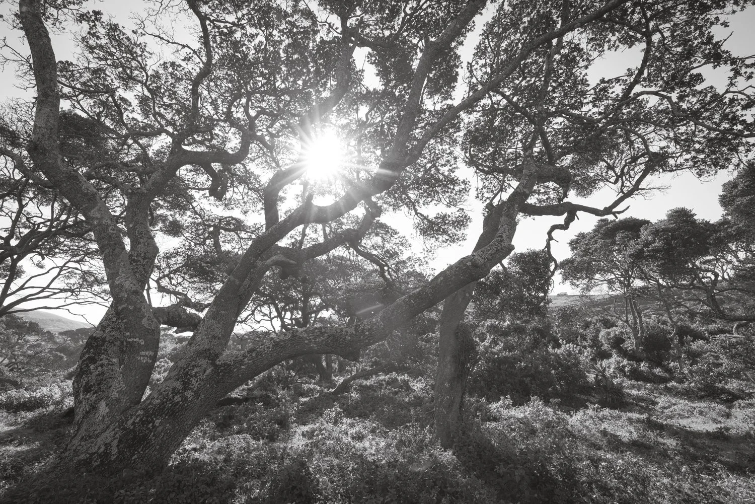 Milkwood Tree - Transkei, South Africa