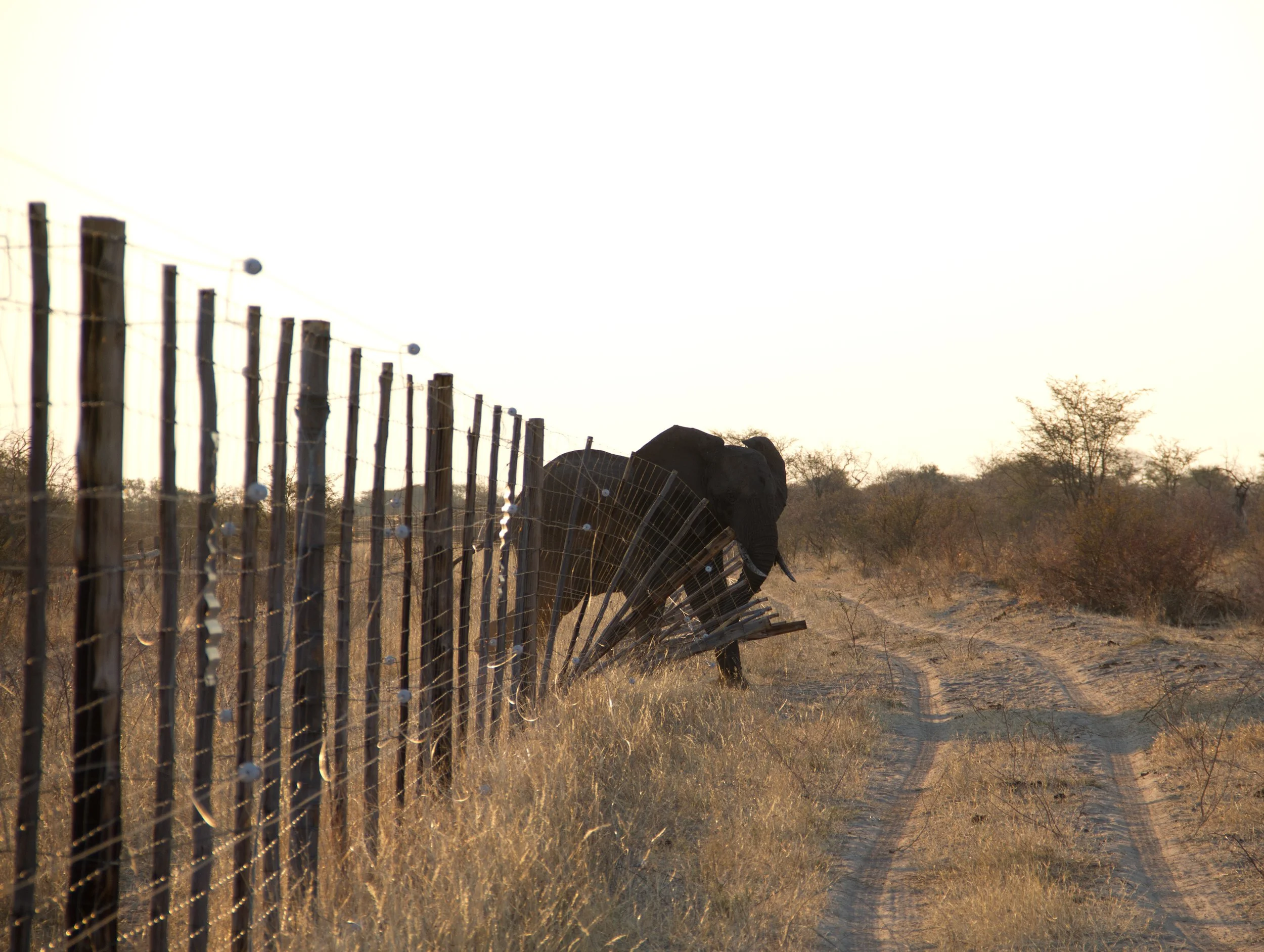 CS elephant crossing fence 2.jpg