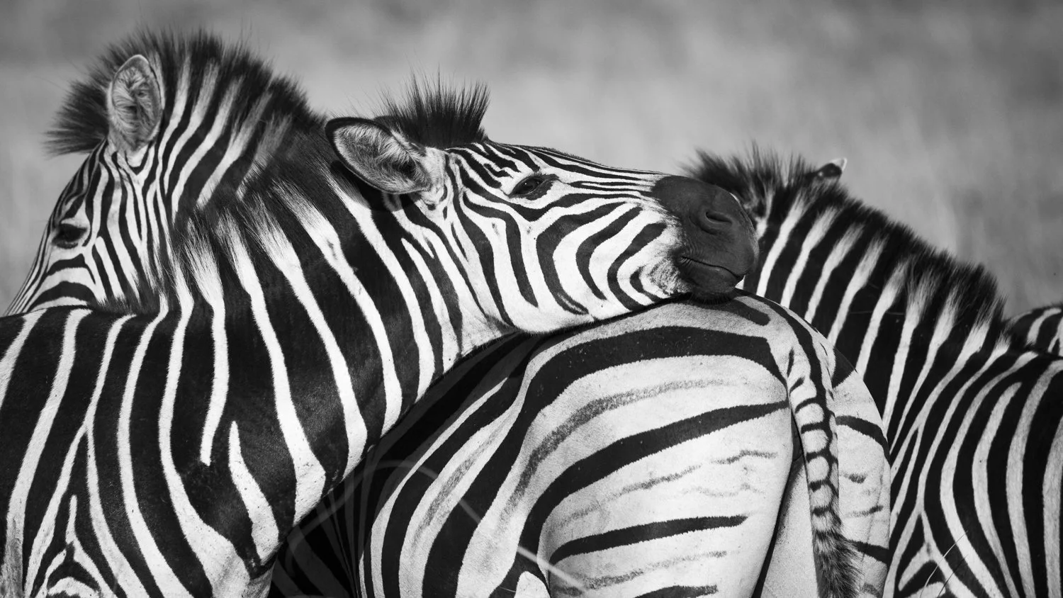 Zebra stripes close-up — wildlife photography Botswana