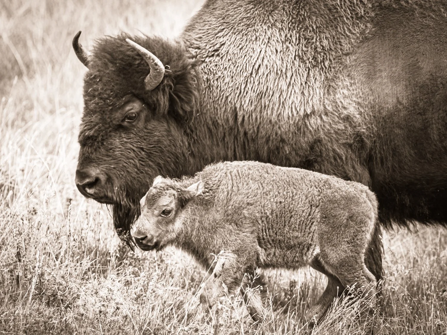 Bison - Yellowstone National Park