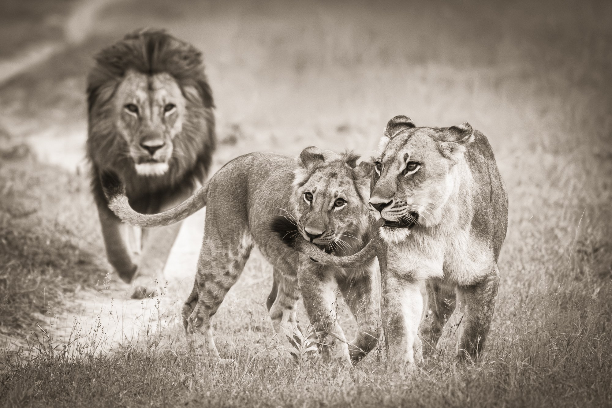 Lions - Okavango Delta, Botswana