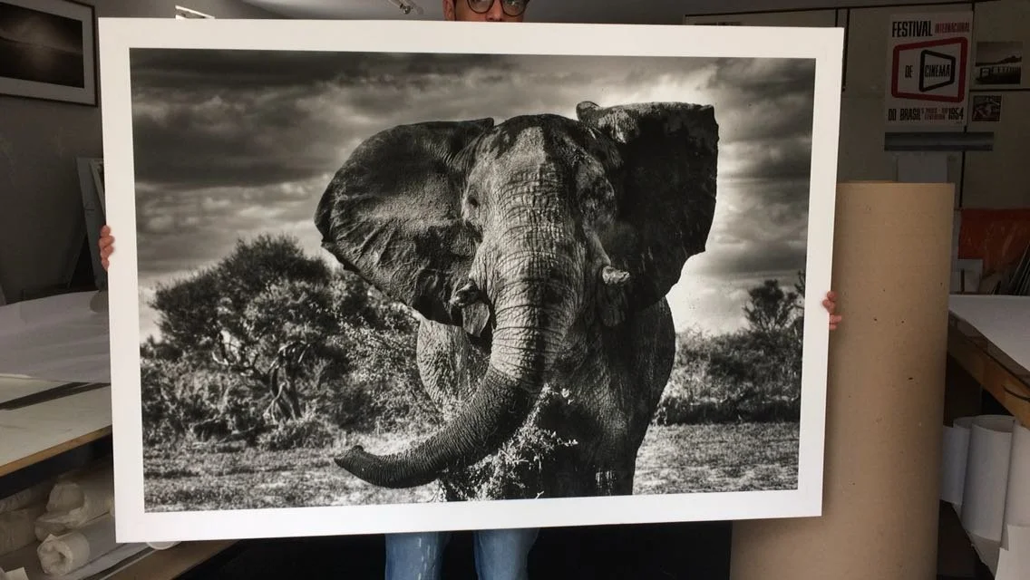 janaina-matarazzo-fine-artWild Elephant printed.jpg