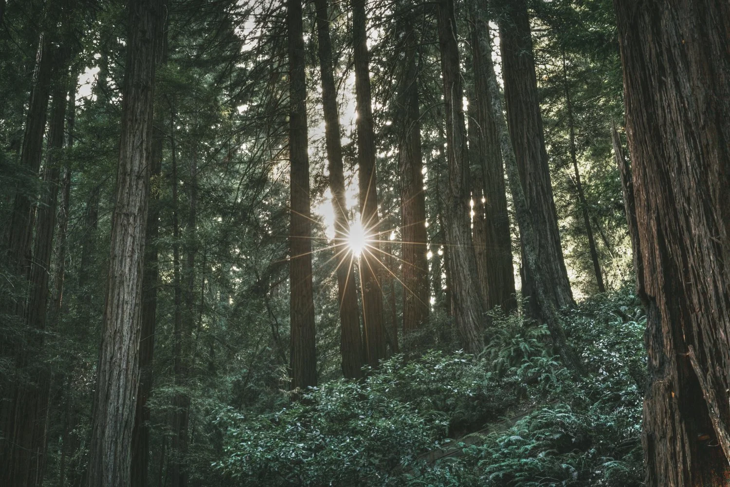 Redwood Tree - Mill Valley, California