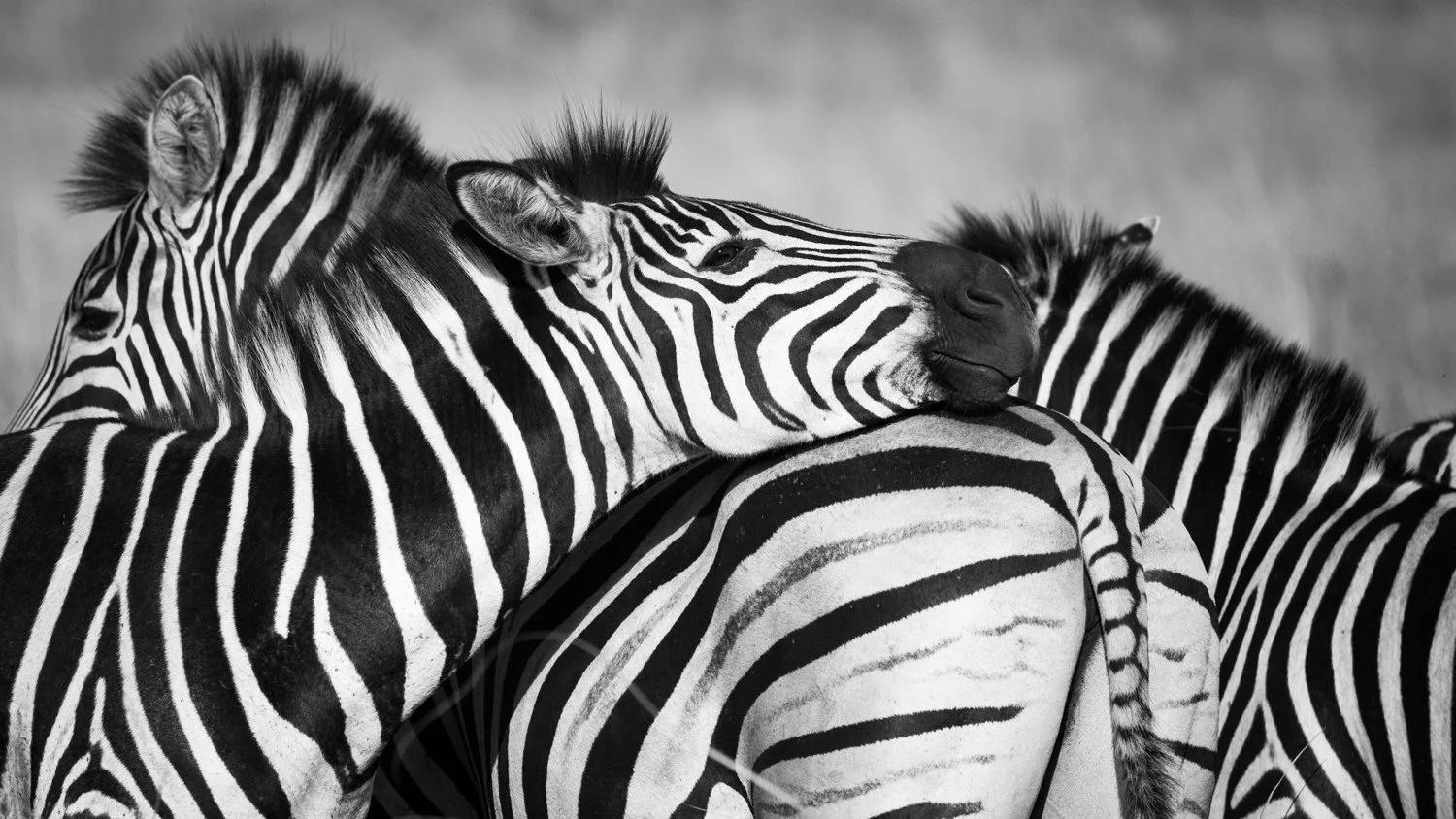 Zebras - Hluhluwe–iMfolozi Park, South Africa