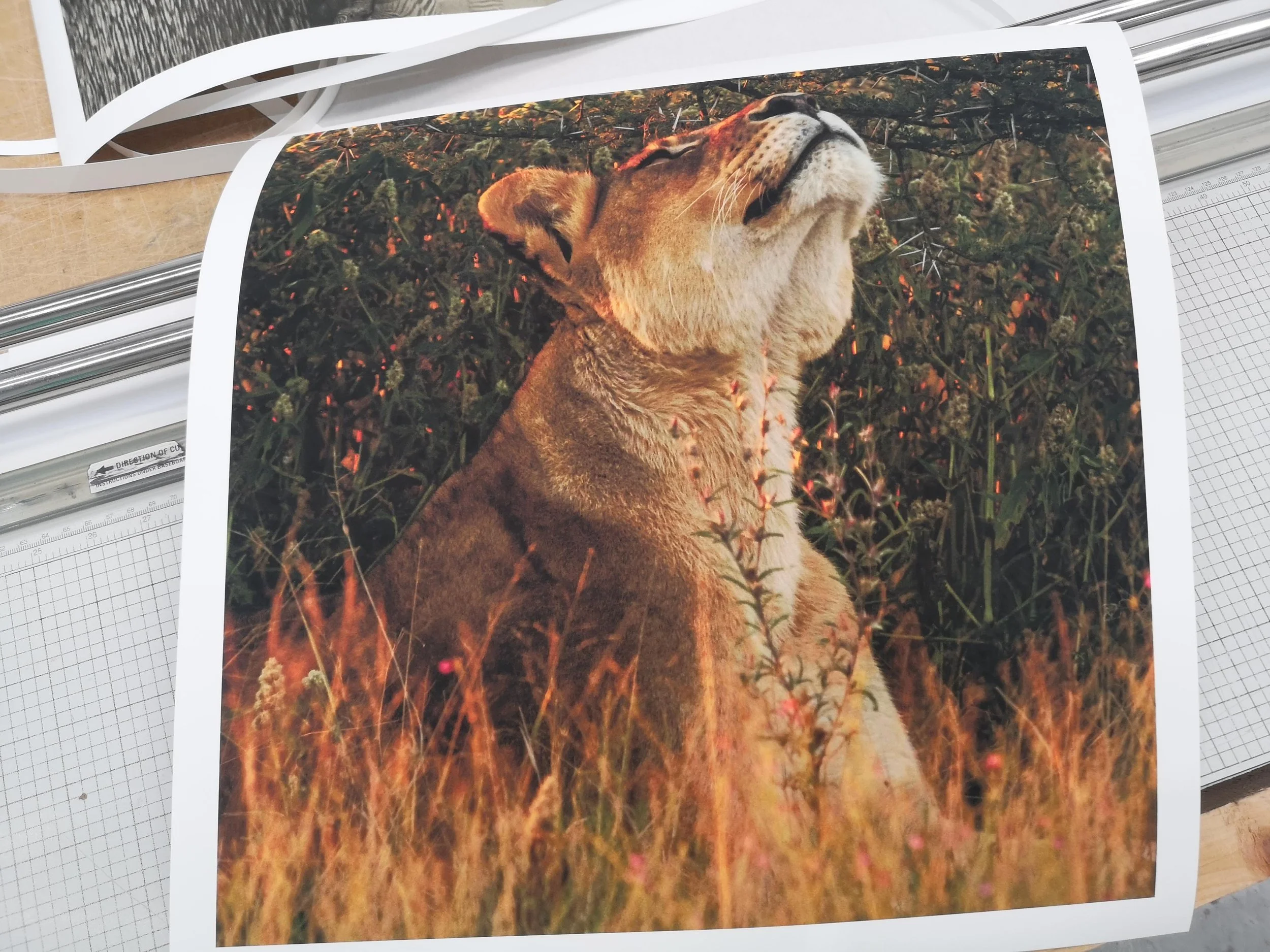 janaina-matarazzo-fine-arthappy lioness luisa.jpg