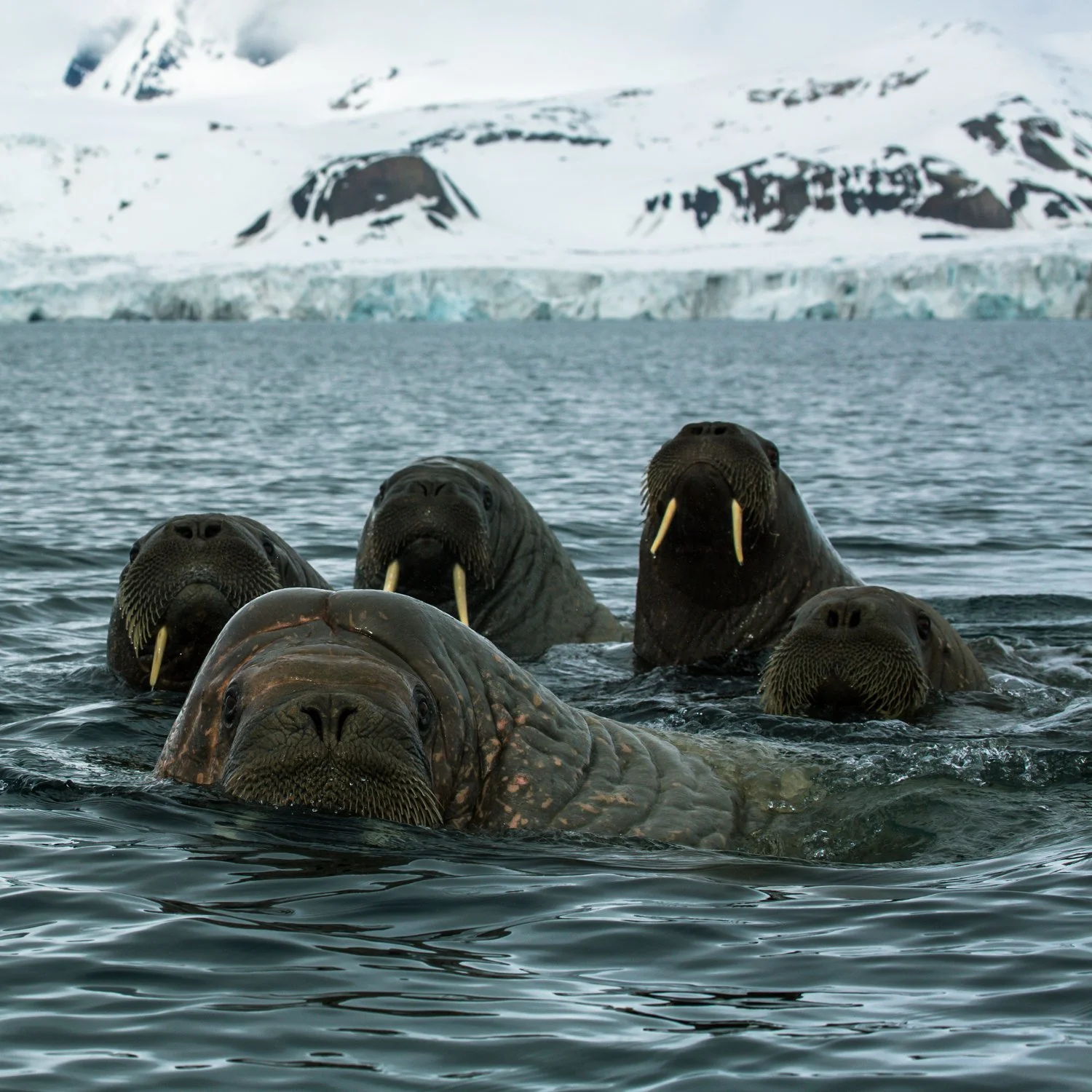 Walruses - Svalbard, Arctic 