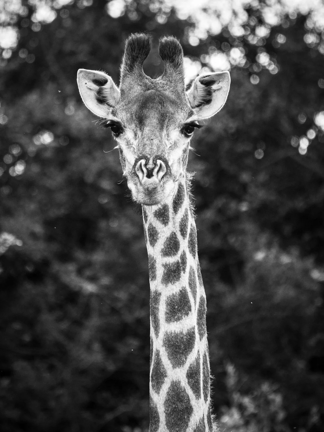 Giraffe - iSimangaliso Wetland Park, South Africa