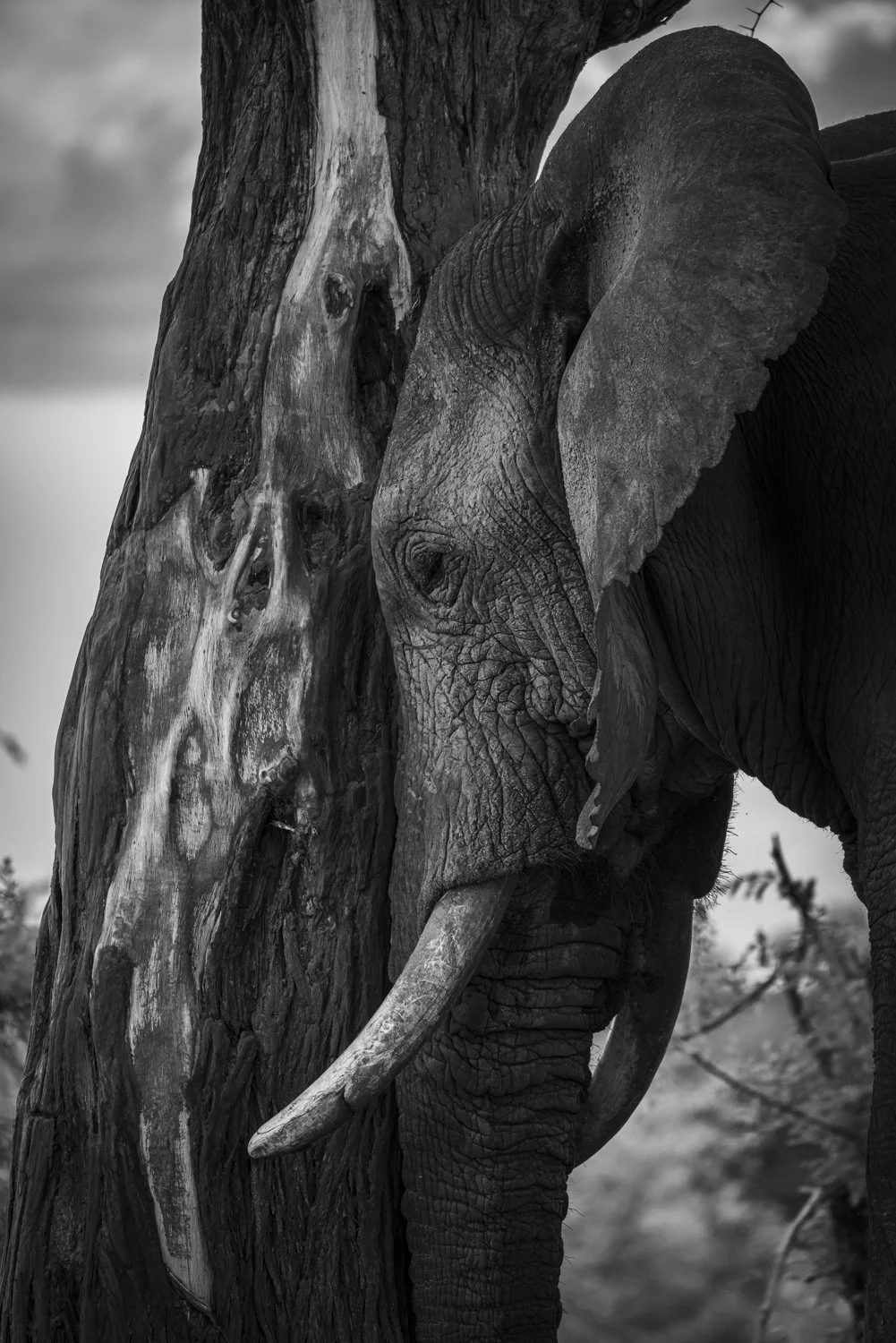 Elephant - Botswana