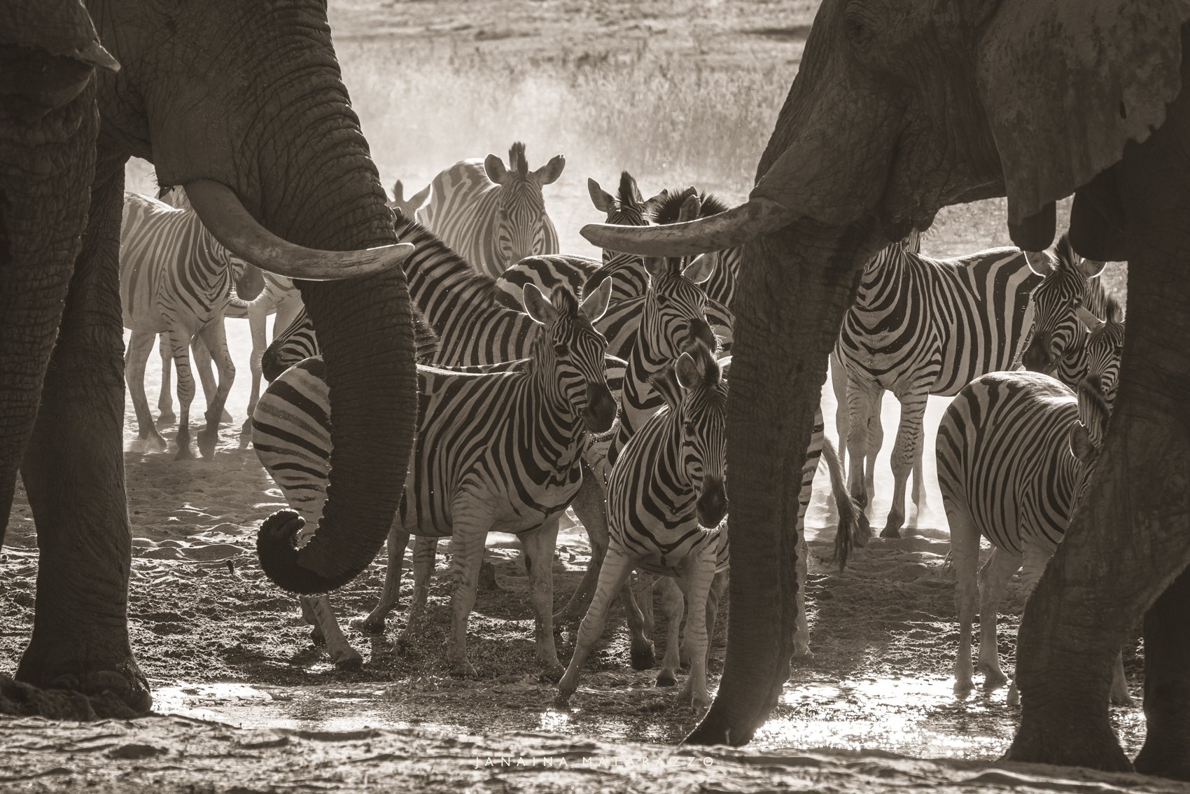 Elephants & Zebras - Botswana