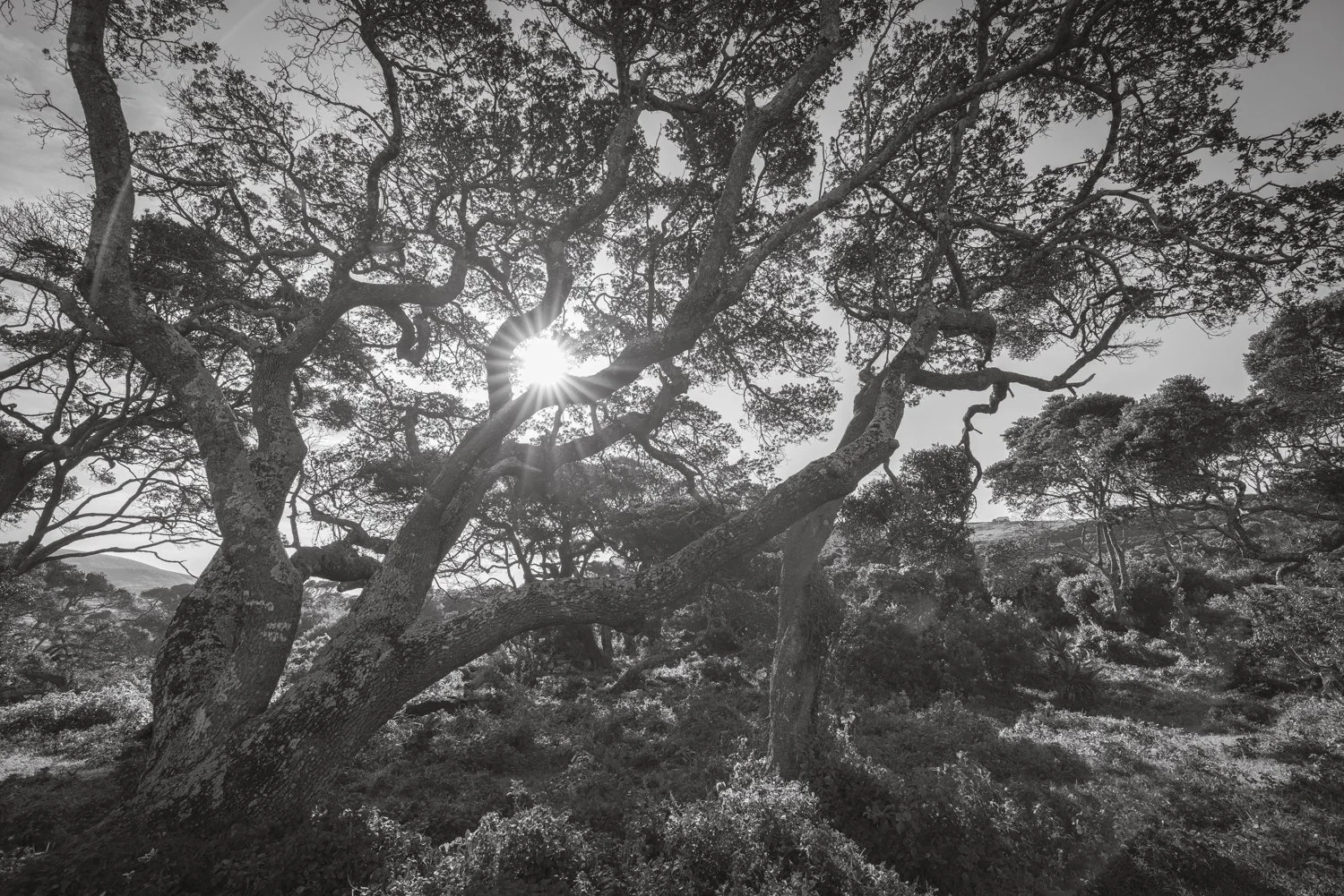 Milkwood Tree - Transkei, South Africa