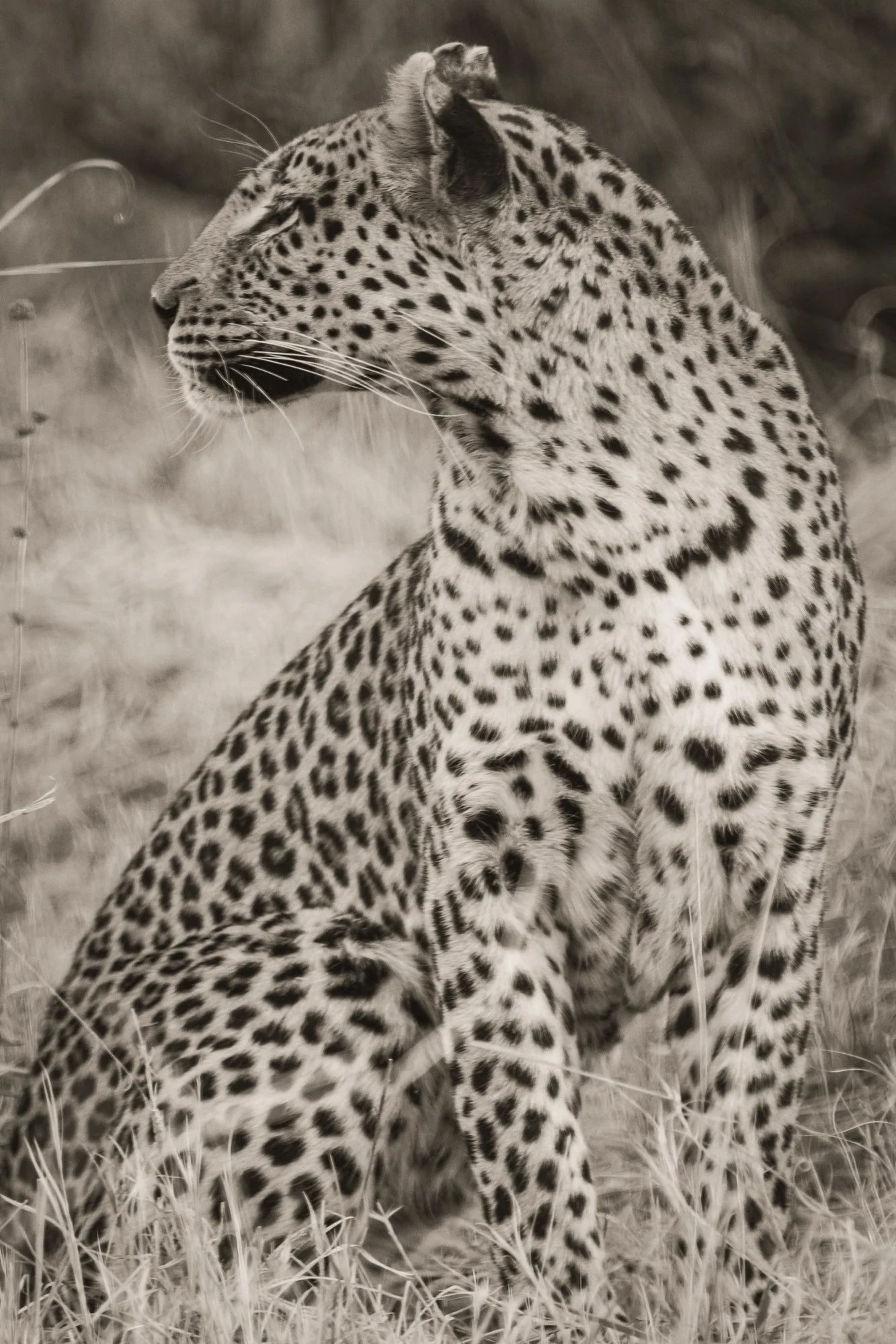 Leopard - Okavango Delta, Botswana