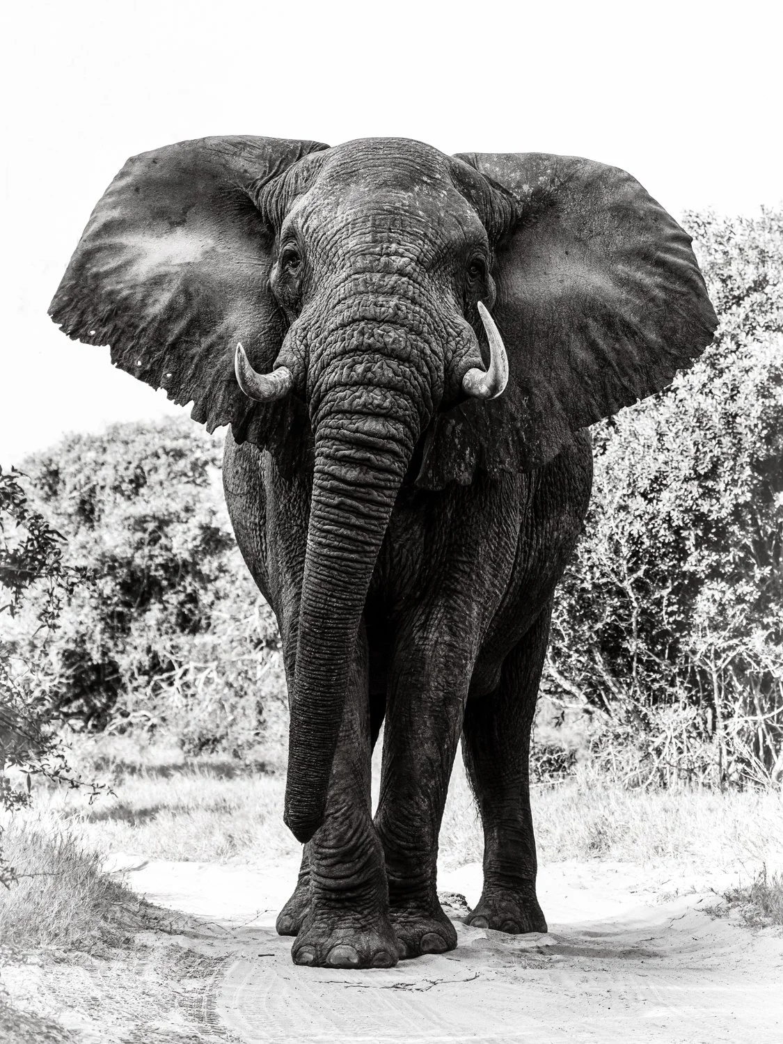 Elephant - Tembe Elephant Park, South Africa