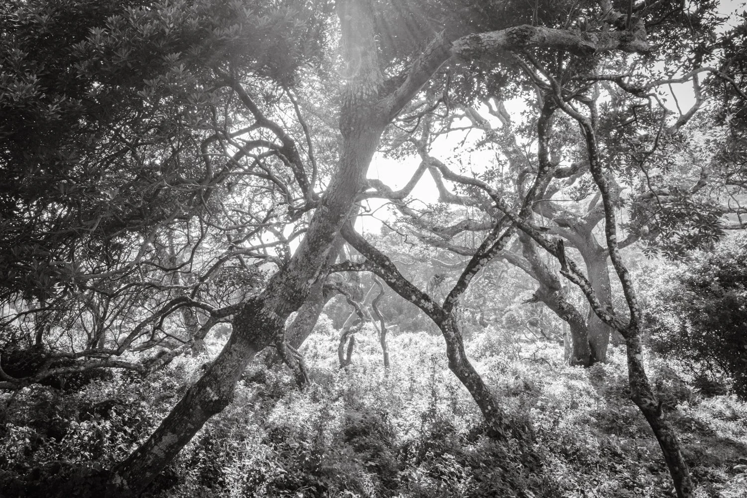 Milkwood Tree - Transkei, South Africa