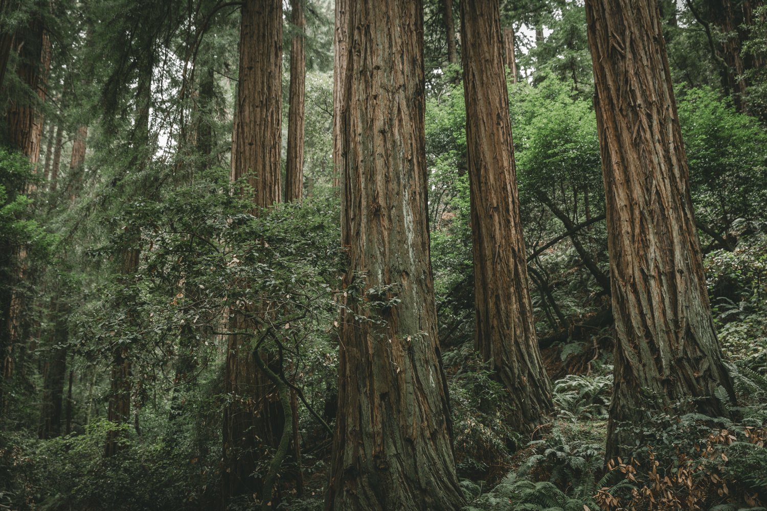 Redwood Tree - Mill Valley, California