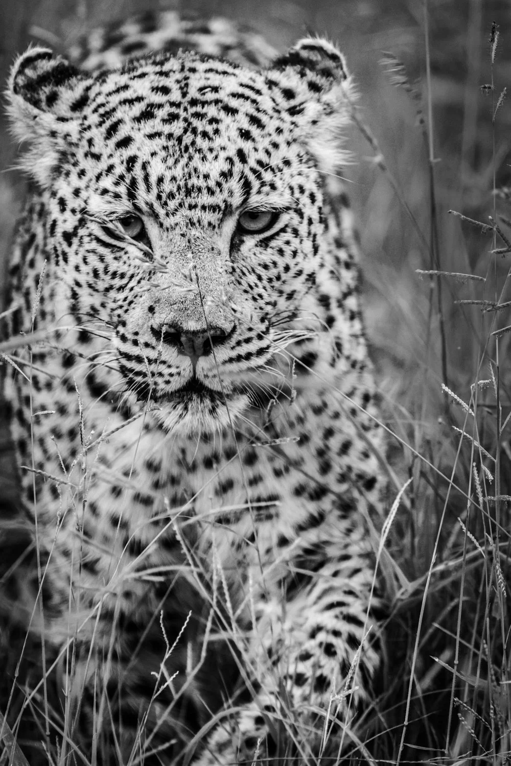 Leopard - Okavango Delta, Botswana