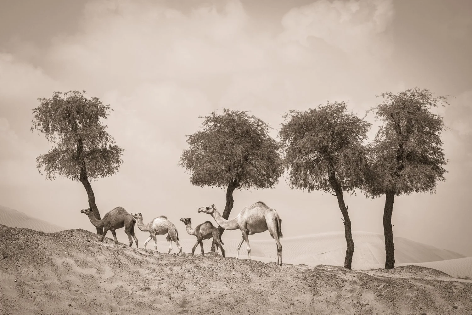 Camels - United Arab Emirates 