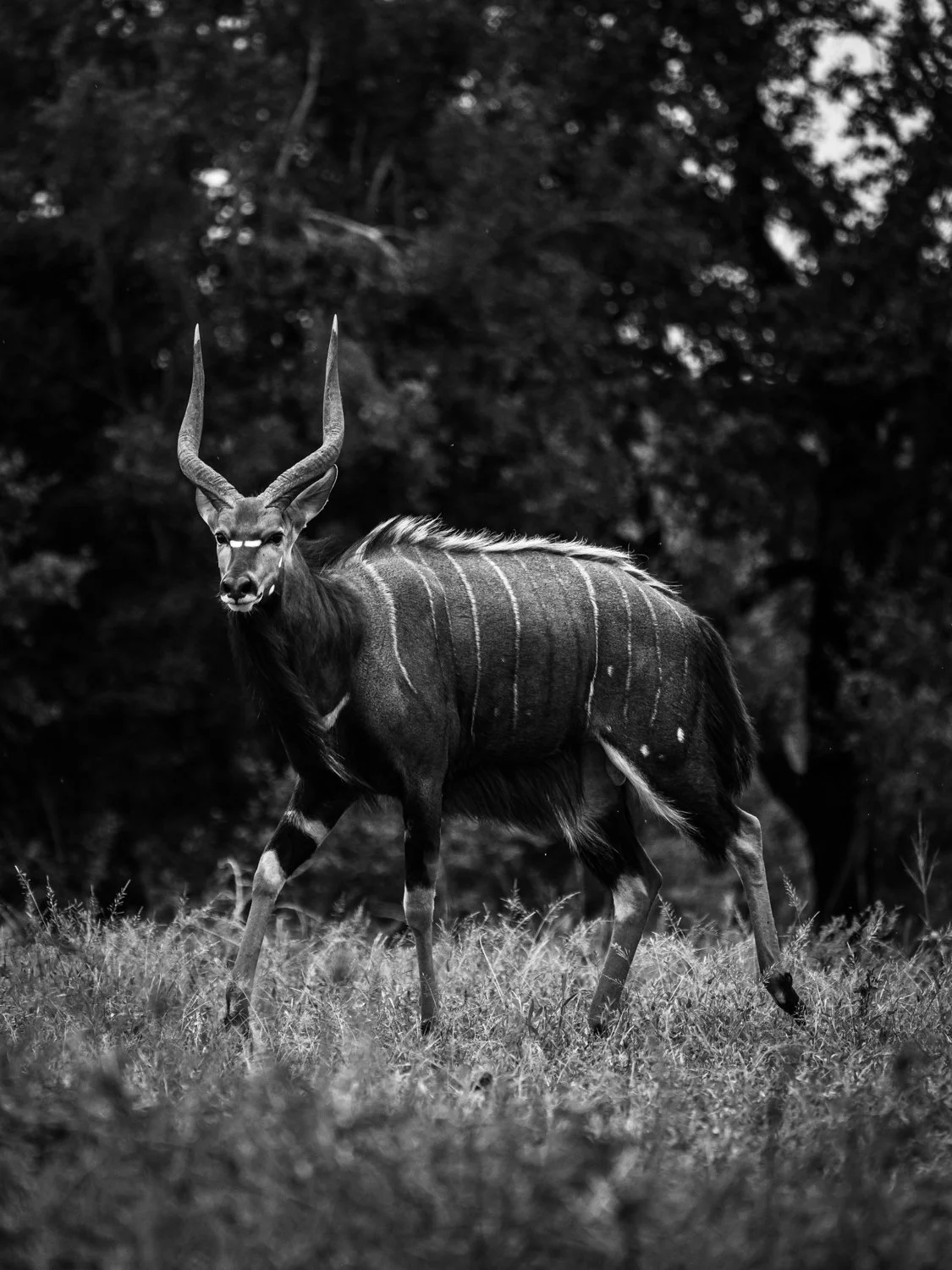 Nyala - Hluhluwe–iMfolozi Park, South Africa