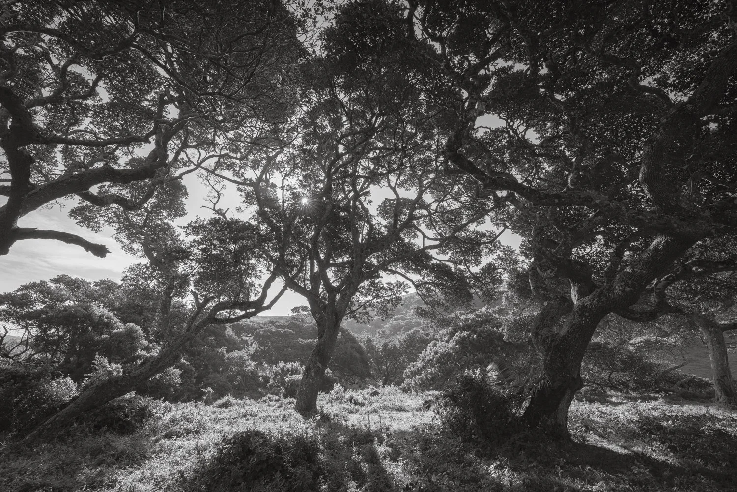 Milkwood Tree - Transkei, South Africa