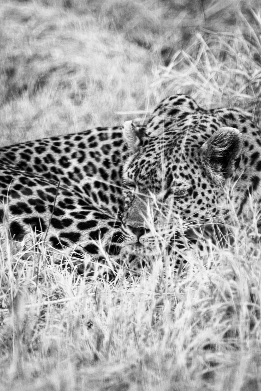 Leopard - Okavango Delta