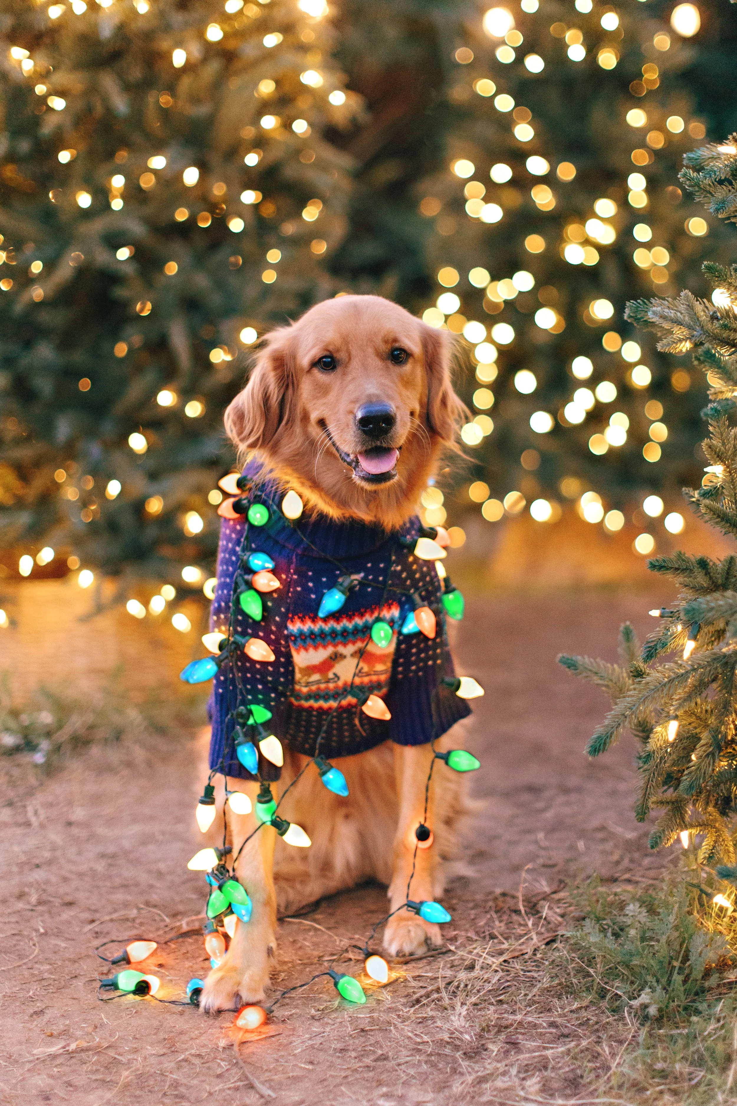 Fall Holiday Family Photos 2025