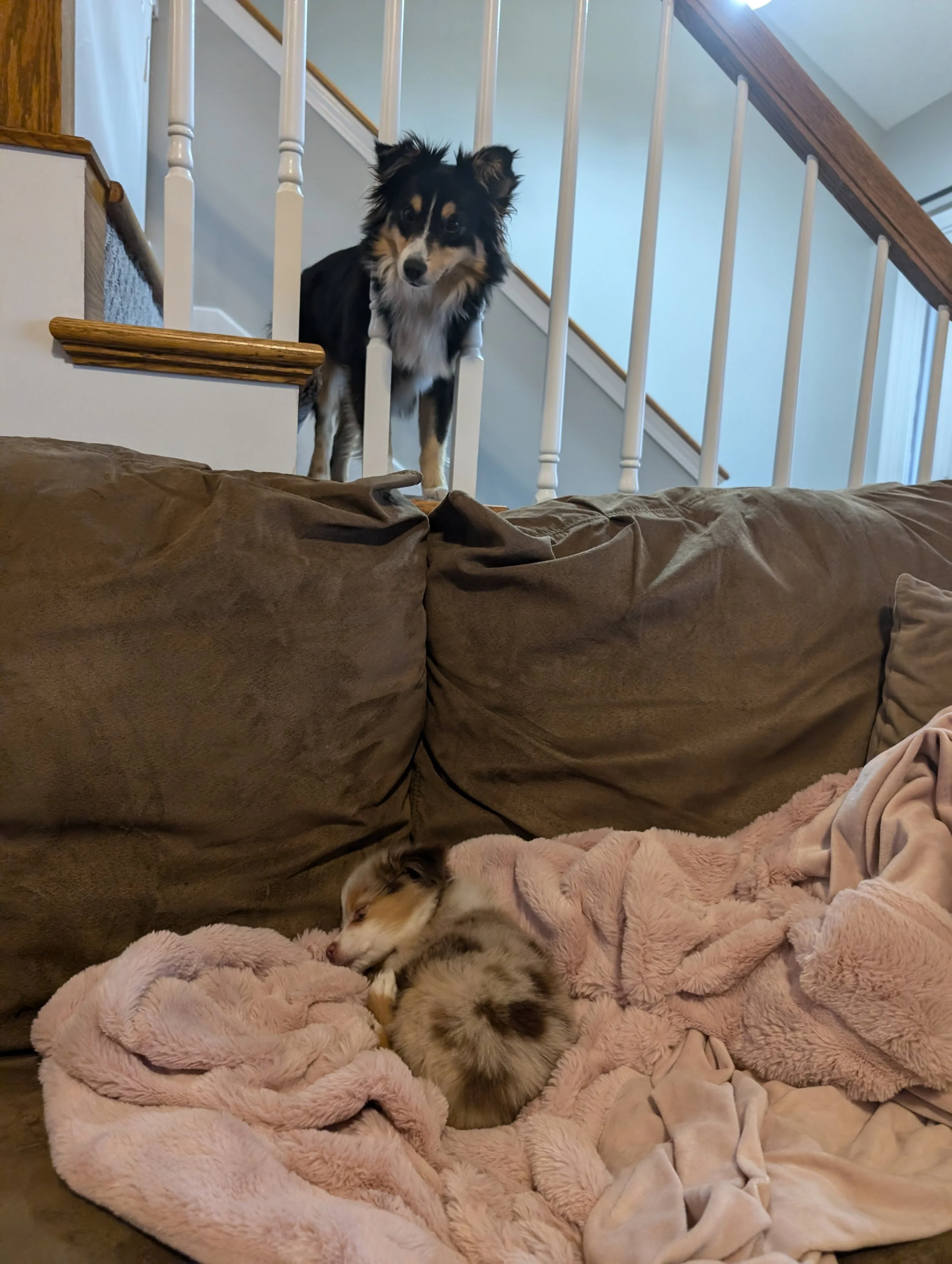 A black and tan dog looking over a brown couch at a small puppy sleeping on a pink blanket.