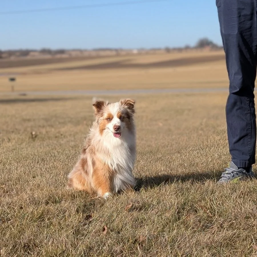 Mini Aussie vs. Miniature American Shepherd: What's the Difference?