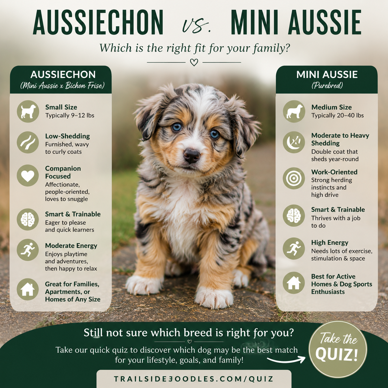 Aussiechon vs. Mini Aussie: Which Dog Is Right for Your Family?