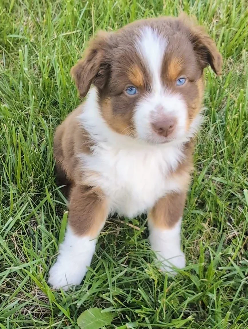 Bringing Home a Mini Aussie Puppy: Miniature American Shepherd First-Week Guide