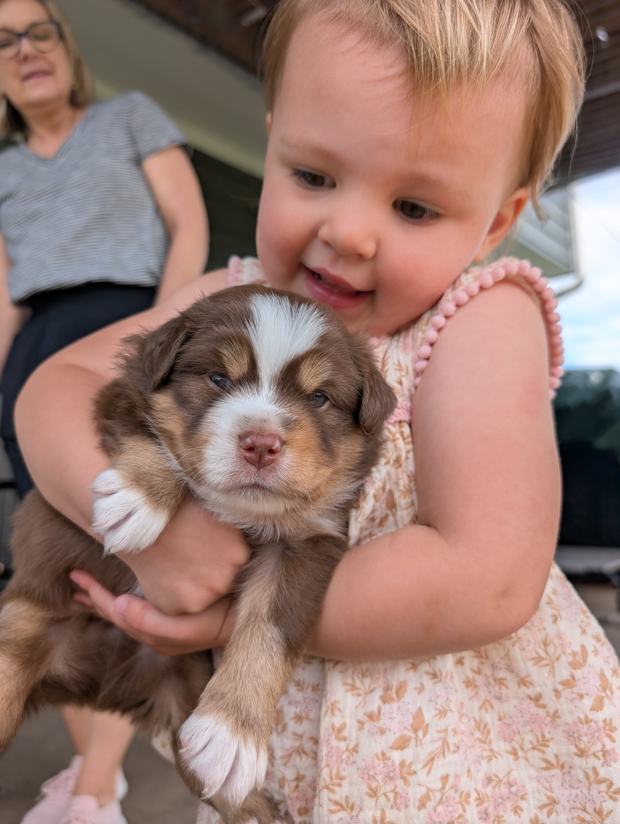 How to Stop Mini Aussie Puppy Biting: Why They Nip &amp; What to Do