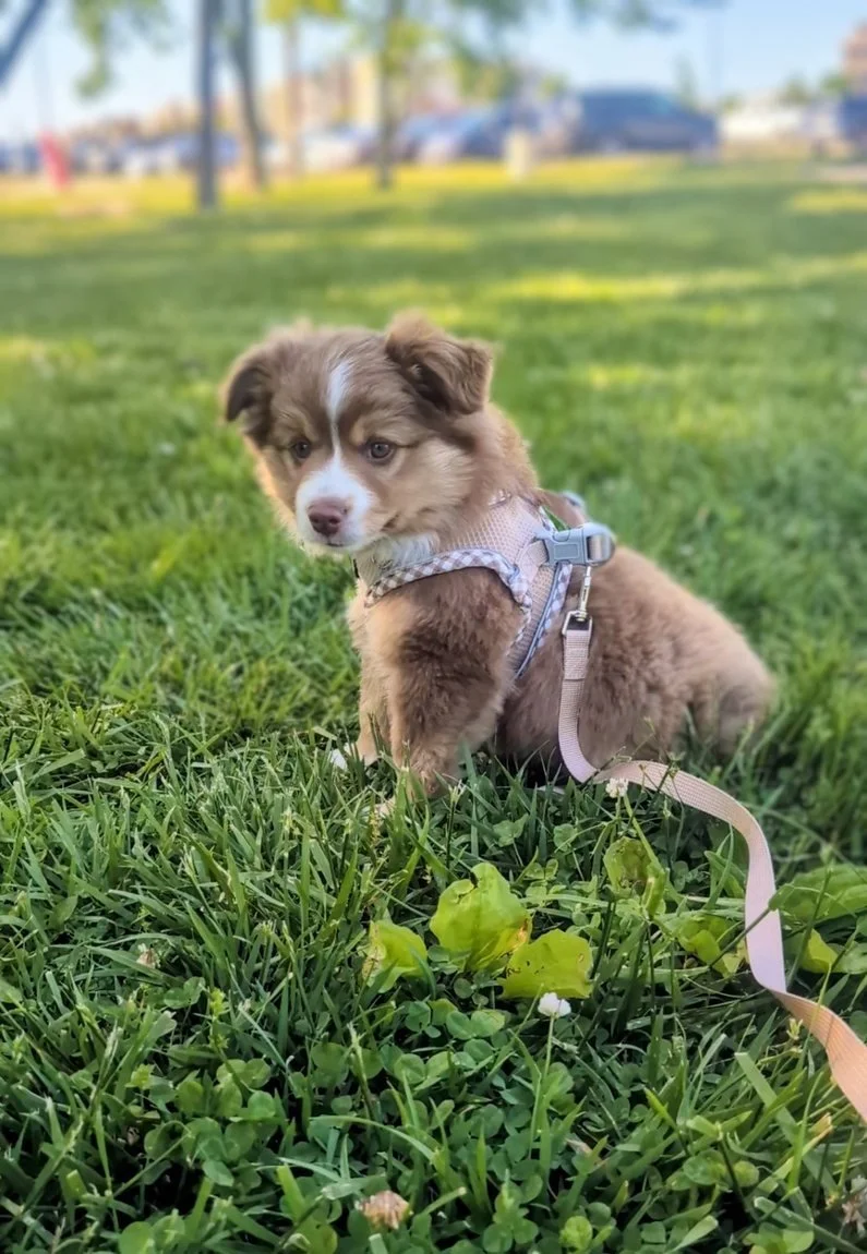 How to Potty Train a Mini Aussie Puppy: Step-by-Step Guide