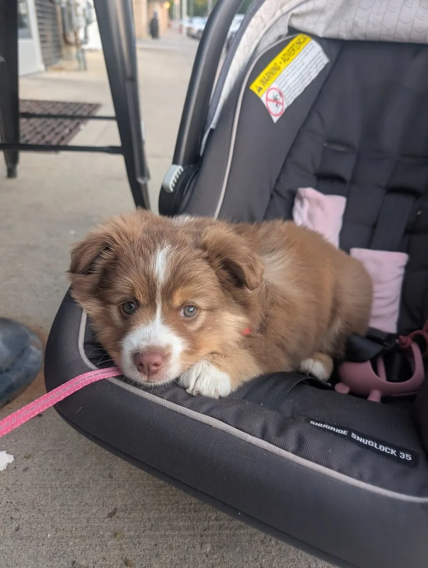 How to Socialize a Puppy Without Overwhelming Them
