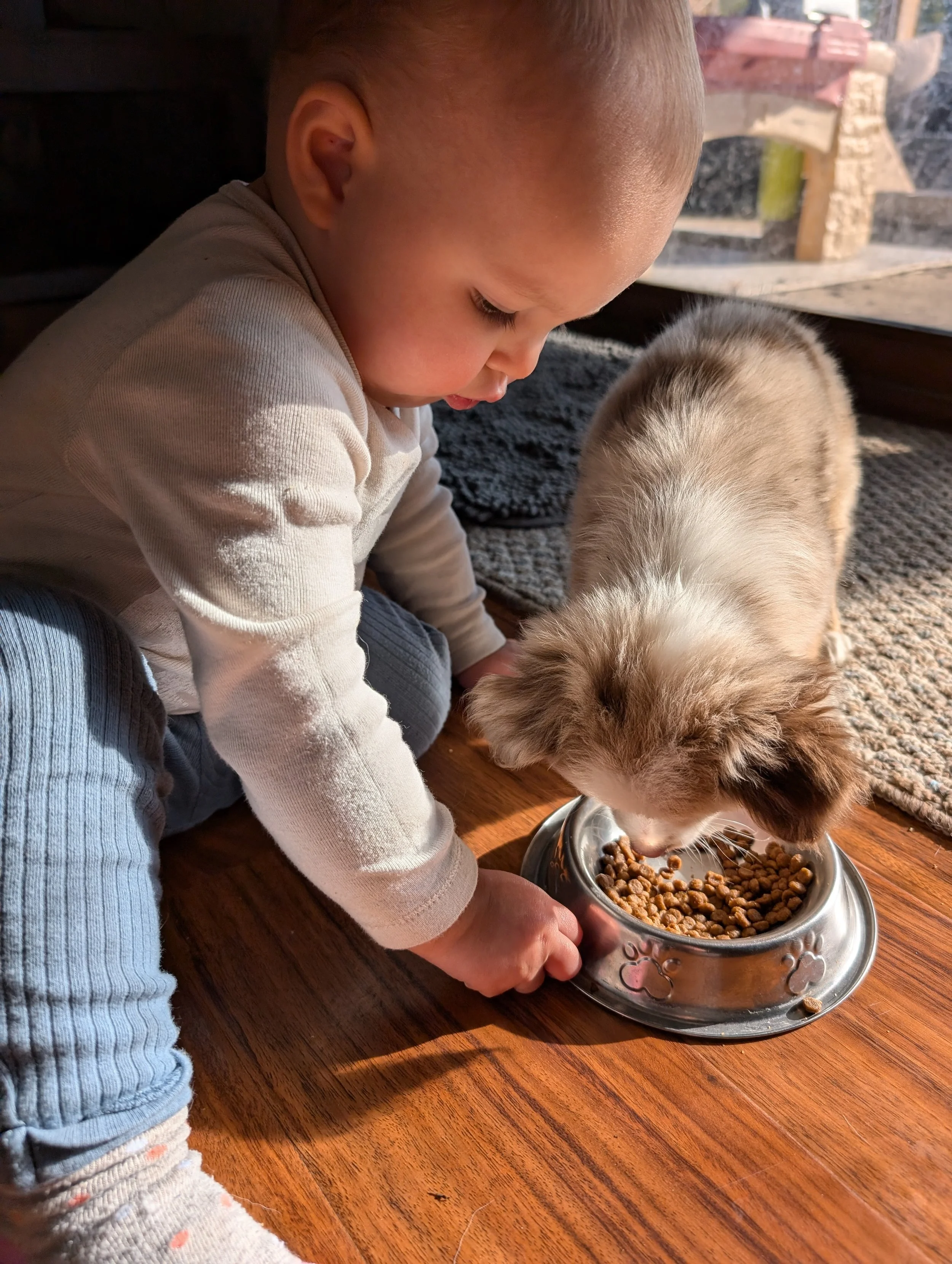A young child feeding a small dog from a metal bowl on a wooden floor in sunlight.