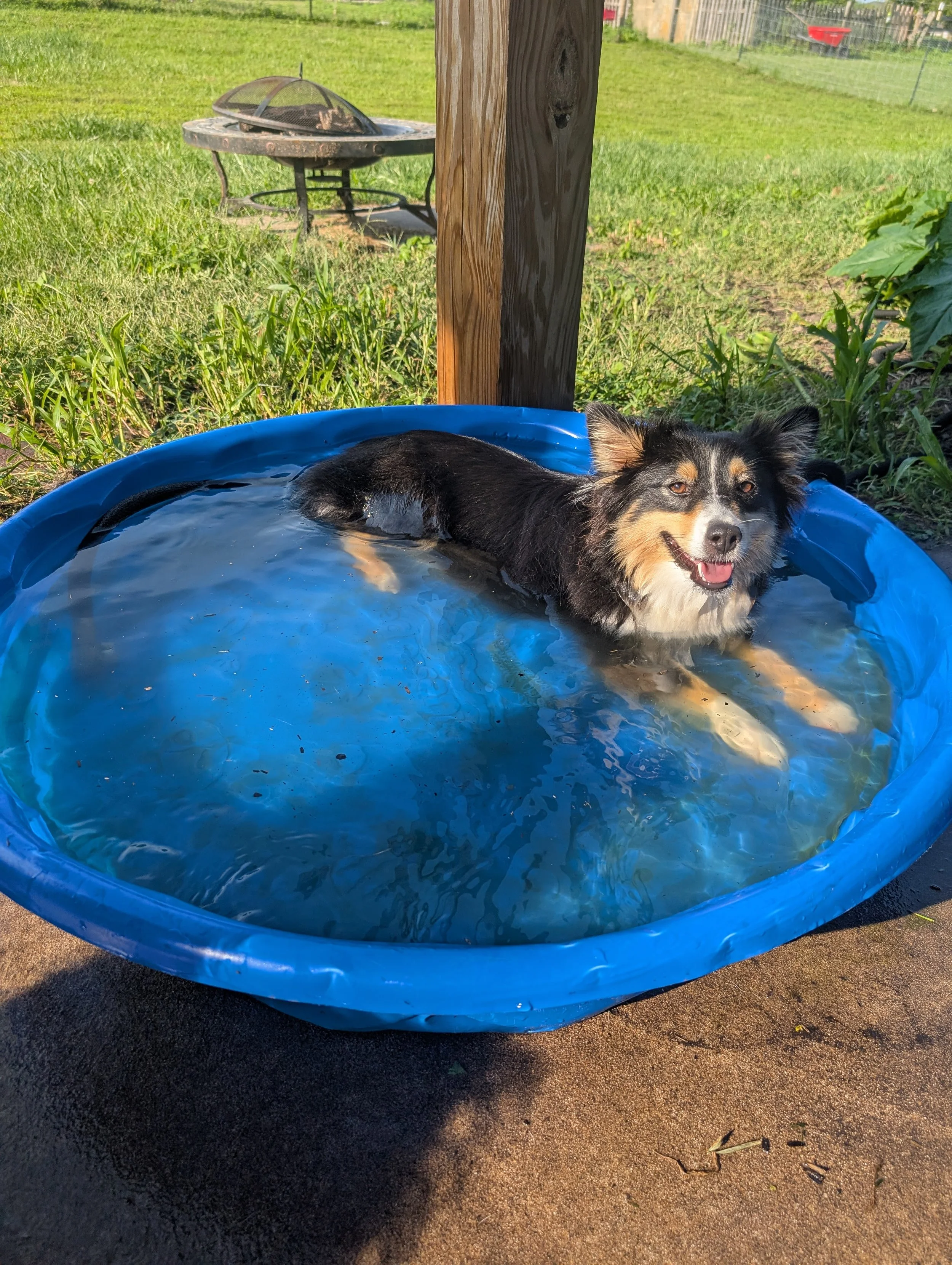 A small black, white, and tan dog is lying in a blue plastic kiddie pool filled with water outdoors on a sunny day.