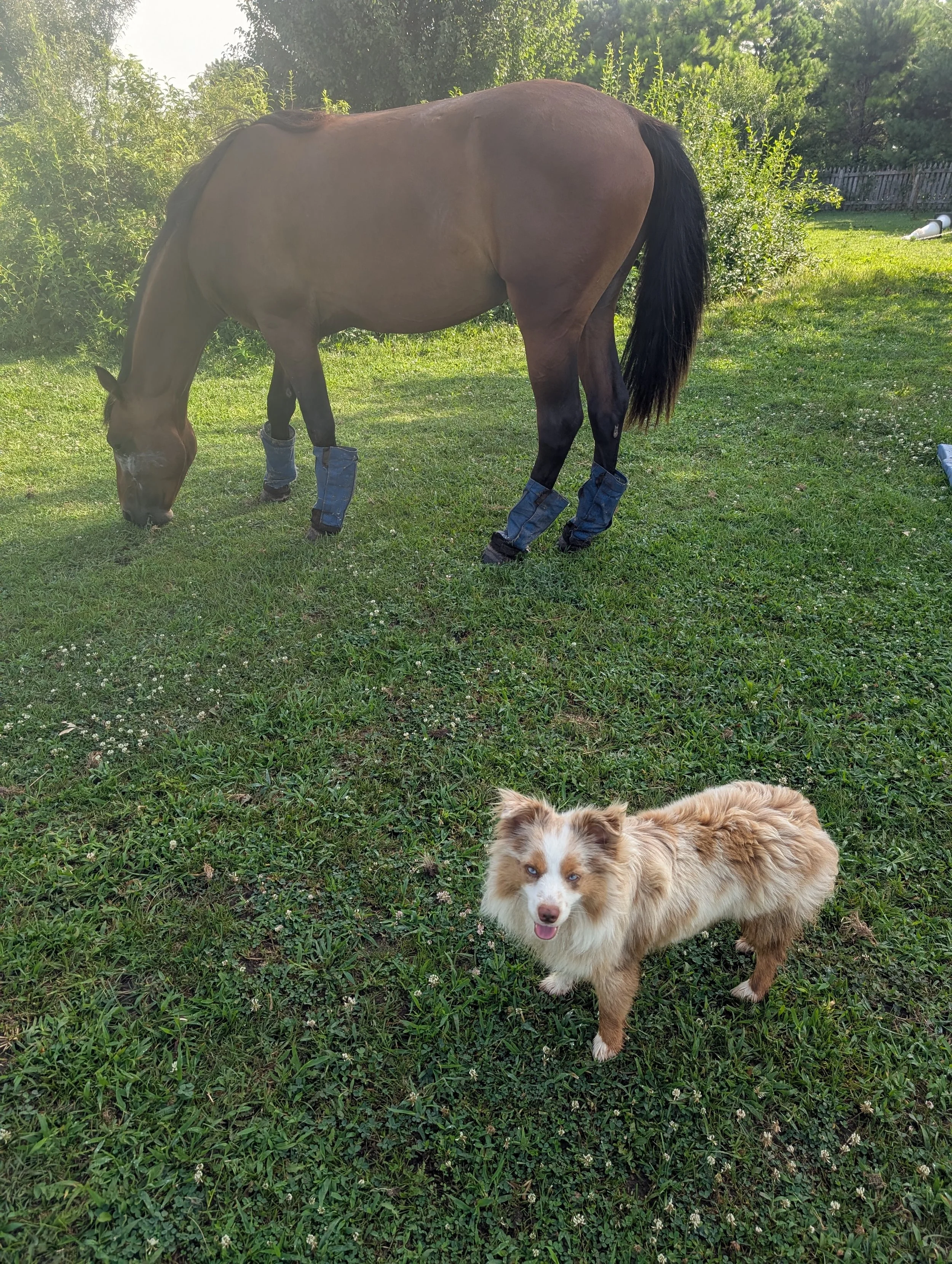 A brown horse with black mane and tail grazing on grass in a yard, wearing blue leg wraps, and a small fluffy dog with light brown and white fur and blue eyes standing nearby on grass.